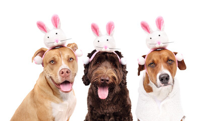 Group of dogs with easter bunny ears while looking at camera. 3 puppy dogs wearing a bunny rabbit headband. Animal themed Easter background. Pitbull mix, Labradoodle and Harrier mix. Selective focus.