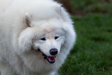 Obraz premium 2024-03-04 A CLOSE UP OF A OLDER WHITE SAMOYED DOG WITH DARK EYES ANDA BEAUTIFUL COAT AT THE OFF LEASH DOG AREA AT MARYMOOR PARK IN REDMOND WASHINGTON