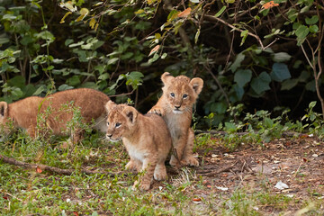 Two young lion cubs playing in the forest of Kenya.