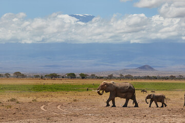 Fototapeta premium A herd of African elephant with Kilimanjaro in the background.