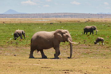 A big African elephant in Amboseli National Park, Kenya.