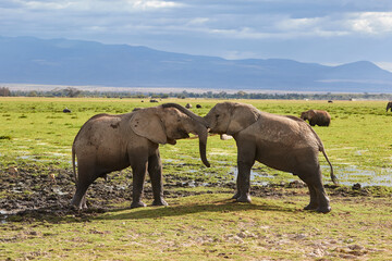 Two young African bulls playing with each other in Amboseli, Kenya.