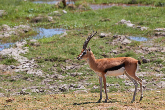 Grant's gazelle in Amboseli National Park.