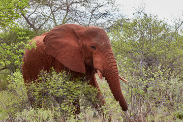 Close-up of a red African elephant  in Tsavo East National Park.