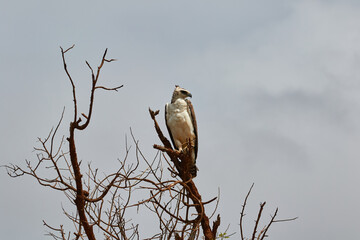 Martial eagle on a branch
