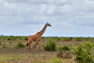 Giraffe walking through the savannah in Kenya.