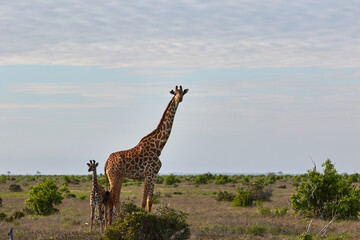 Giraffe with her baby in Kenya.
