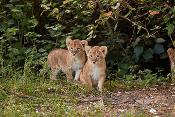 Two lion cubs in the forest of Kenya.