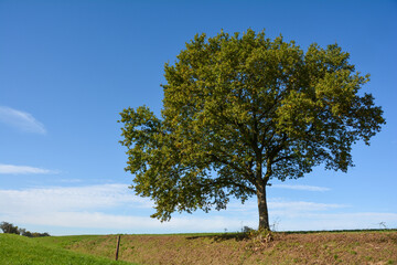 Obraz premium A tree in a dry meadow