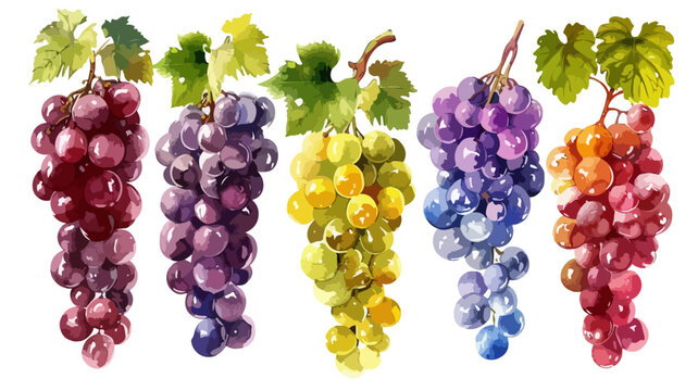 Weintrauben Trauben Wasserfarben Freisteller Isoliert Vektor