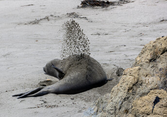 Elephant Seal Sand Bath - obrazy, fototapety, plakaty