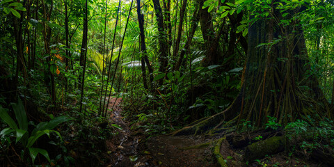 Tropical rain forest with path