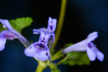 Gundermann,  Echt-Gundelrebe,  Gundelrebe, Efeugundermann,  Glechoma hederacea