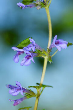 Gundermann,  Echt-Gundelrebe,  Gundelrebe, Efeugundermann,  Glechoma hederacea