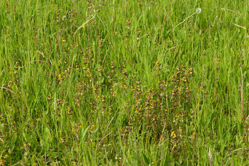 Kleiner Klappertopf,  Rhinanthus minor