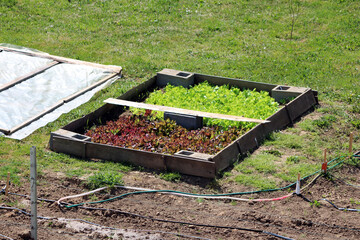 Homemade improvised raised garden bed box made from dilapidated wooden boards and concrete blocks...