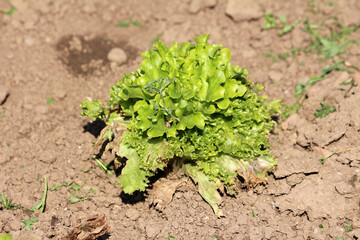 Organic fresh densely layered light green Lettuce or Lactuca sativa annual plant planted in local urban home garden surrounded with dry soil and small plants on warm sunny spring day