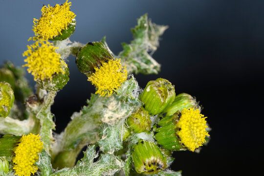 Greiskraut,  Gew&ouml;hnliche Greiskraut, Senecio vulgaris