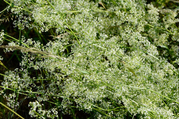 Wiesenlabkraut,  Gemeines Labkraut,  Galium mollugo in Blüte