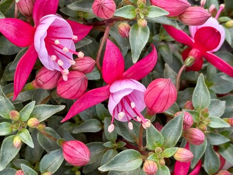 pink flowers Fuchsia Heidi Ann in the garden
