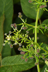 Klettenlabkraut,  Galium aparine