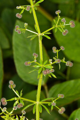 Klettenlabkraut,  Galium aparine