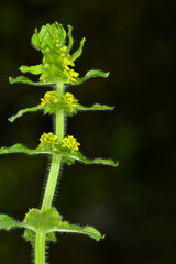 Wiesen-Kreuzlabkraut,  Cruciata laevipes