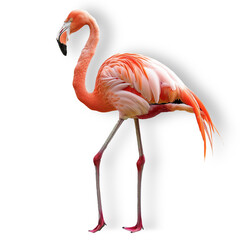 A tropical flamingo emanates a sense of calmness and beauty. Isolated on white, with a faint shadow for 3d effect.