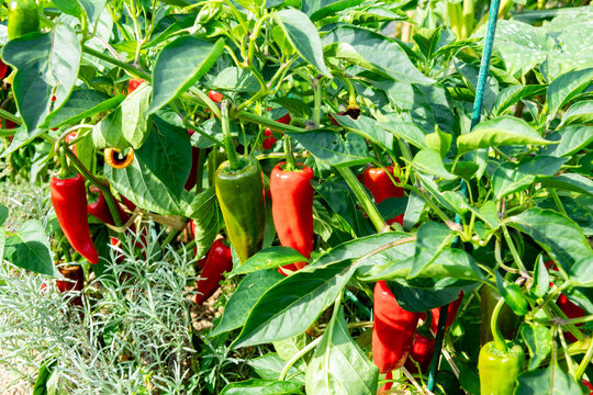 Fresh espelette pepper on the plant in the summer sun