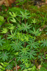 Gewöhnliche Wald-Labkraut, Galium sylvaticum