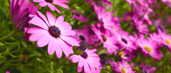 Vibrant pink dimorphotheca flower in full bloom - 755060709