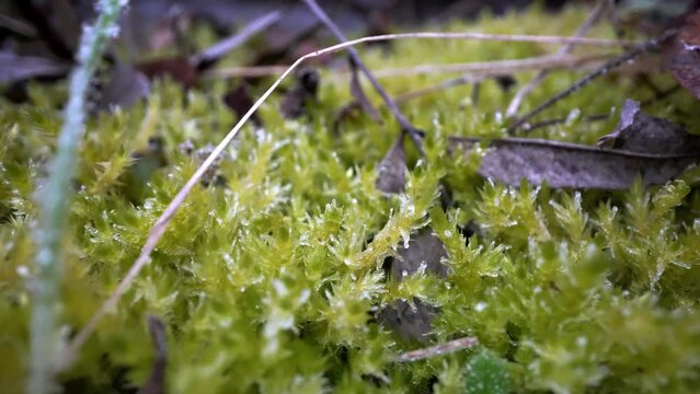 Green plants frozen in the morning