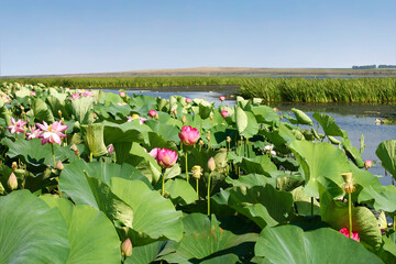 A picturesque landscape with thickets of pink lotuses - 755061157