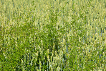 Klettenlabkraut,  Galium aparine