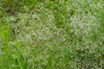 Gewöhnliche Wald-Labkraut, Galium sylvaticum