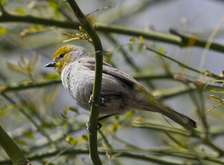 Verdin Perching