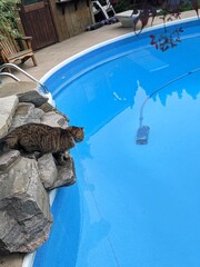 A long Haired Tabby Cat on a rock looking at the pool vacuum