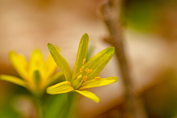 macro of a yellow star-of-Bethlehem flower