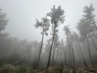 Obraz premium Trees with fog in the forest. Foggy weather in Greece Winter in Greece. Blurred forest silhouette black and white abstract
