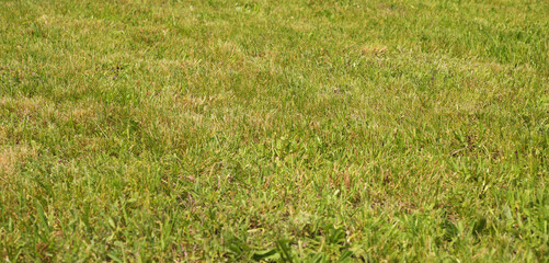 Green fresh lawn grass.Green freshly mowed lawn.