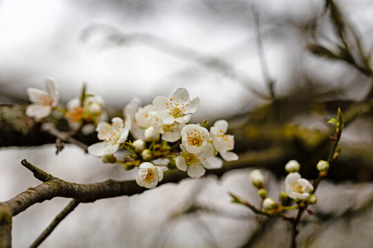 picture of white plum flowers in springtime