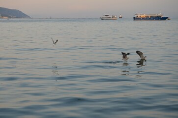 Birds on the sea