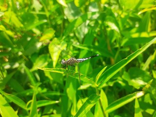 Dragonfly on the grass leaf