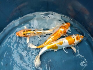 koi fish