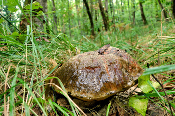 Glistening cap of Boletus erythropus (Scarletina Bolete) following rainfall
