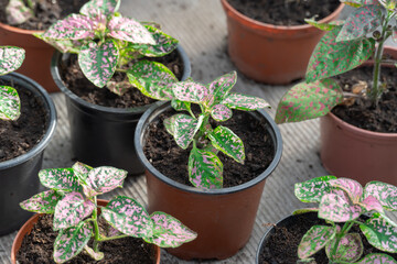 Seedling flower hypoestes phyllostachya cultivation in flowerpots in glasshouse. Growing plant with natural spots patterned on green leaves in greenhouse. Texture polka dot plant of acanthaceae family