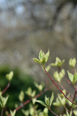 Silver and Gold Red-osier Dogwood branch with flower buds