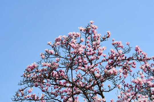 Magnolia tree with flowers
