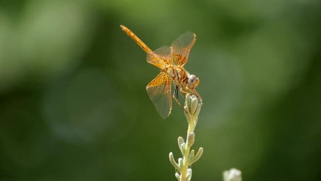 Hembra de Odonato, lib&eacute;lula Trithemis kirbii posada planta fondo verde