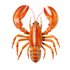 lobster isolated on white background